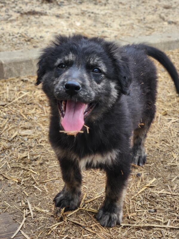 Lepo as a puppy in Kosovo. He was adopted and brought to Georgia with the help of the nonprofit Paws of War. Provided