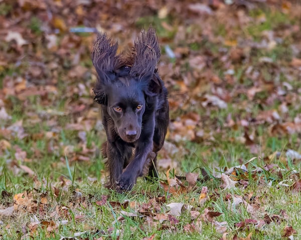 Daisy, a Boykin Spaniel from Brooks, Georgia, belongs to AJC subscribers Patty and Neal McEwan. (Courtesy photos)