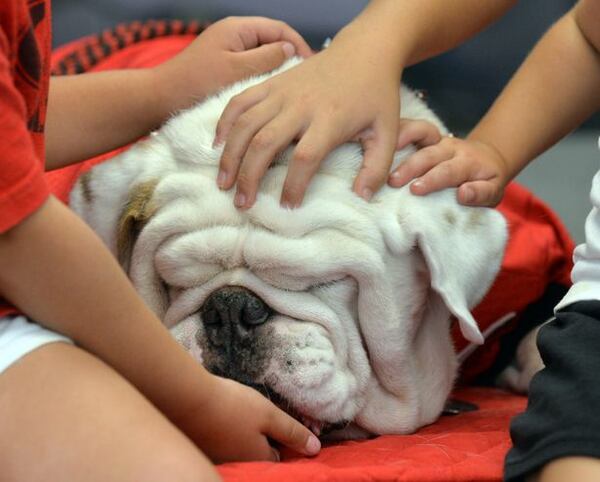 Uga IX suffers from no lack of affection. (Brant Sanderlin/AJC)