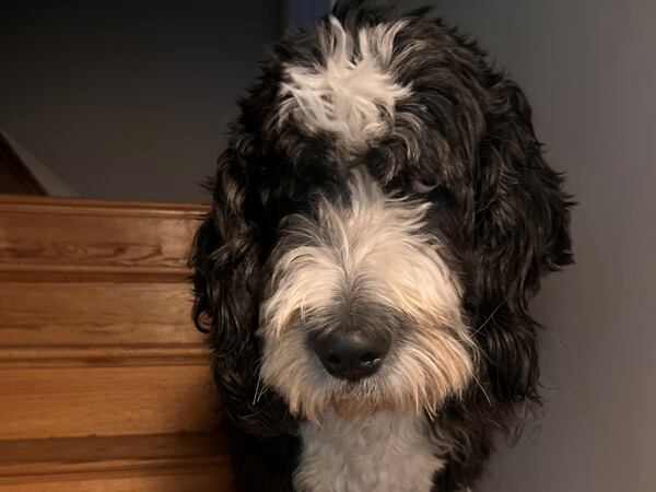 "Little baby George" Cox is the100-pound Bernadoodle who calls Clayton Cox his person. The Cox family, including George, recently relocated to Georgia from the Washington, D.C. area. (Courtesy photo)