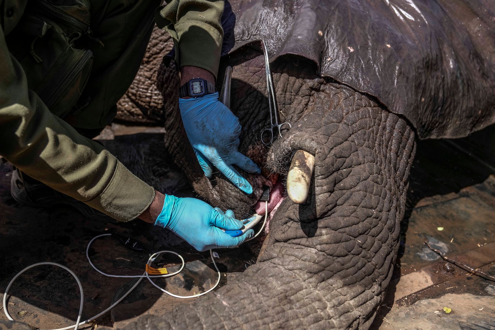 Kenya Wildlife Service vet takes a temperature of an elephant at Mwea National Park, east of the capital Nairobi, Kenya, Monday, Oct. 14, 2024. (AP Photo/Brian Inganga)