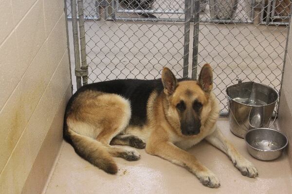 Photos courtesy of Gwinnett County animal shelter.