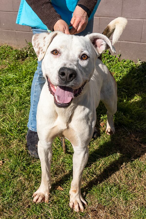 Greenie is our pet of the week from the folks at Lifeline.