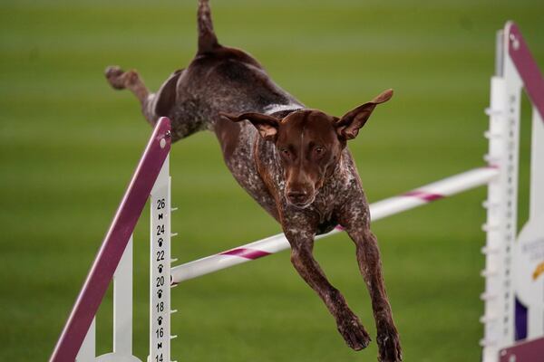 FILE- Doppler, the German Shorthaired Pointer, competes in the Masters Agility Competition during the 146th Westminster Dog Show on Saturday, June 18, 2022 in Tarrytown, New York. (AP Photo/Vera Nieuwenhuis, file)