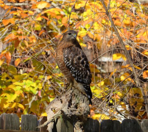 Tom Tracy submitted this photo last year. "Thanksgiving day this year our neighborhood broad wing hawk paid us a visit.  Been in Johns Creek for years," he wrote.