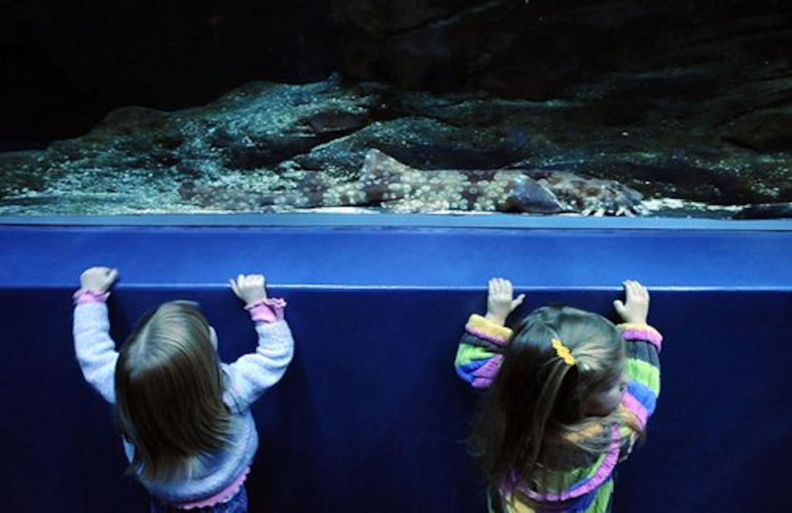 Wobbegong shark pups