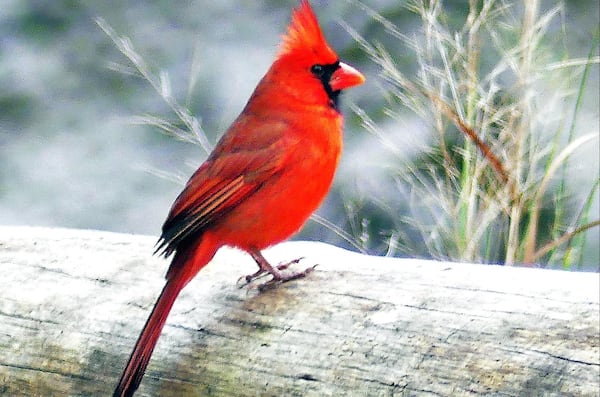 With the days growing longer in early February, the male Northern cardinal bursts out into springlike song — one of the first songbirds to start singing in the new year. CONTRIBUTED BY CHARLES SEABROOK