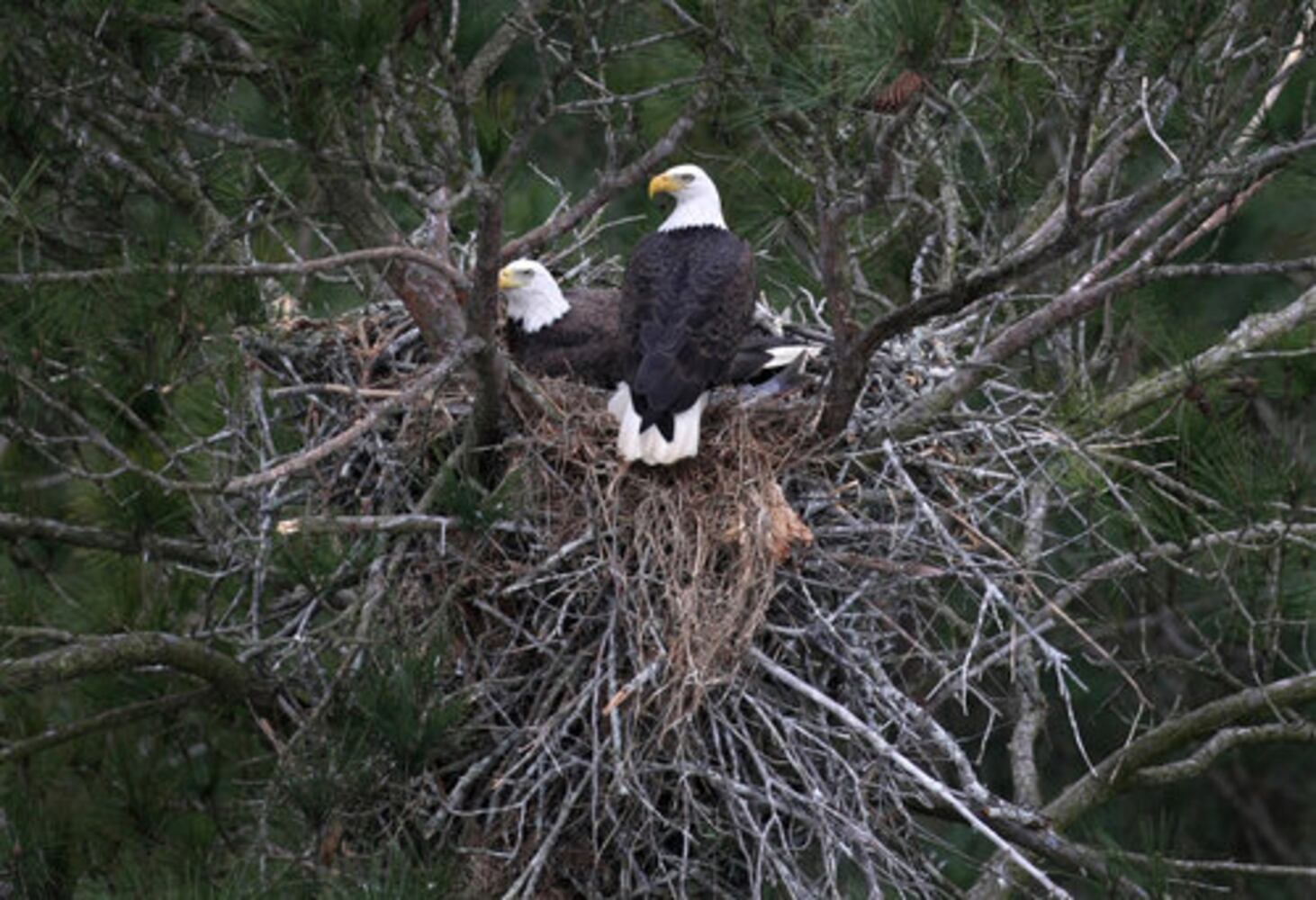 Count shows more bald eagles in Georgia