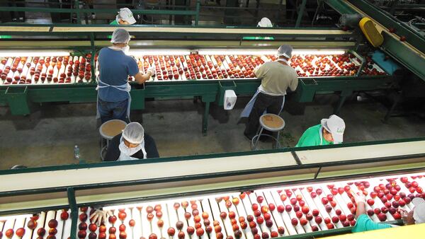 Washing, sorting and grading peaches at Lane Southern Orchards, Fort Valley, GA (Courtesy of Charles Seabrook via Reporter Newspapers)