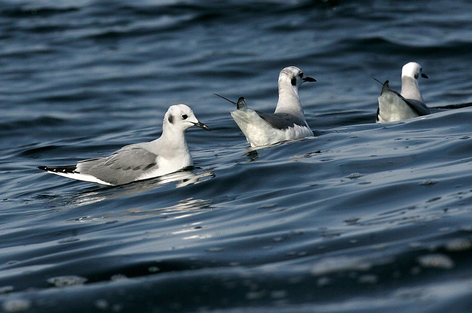 Coastal birds of Georgia