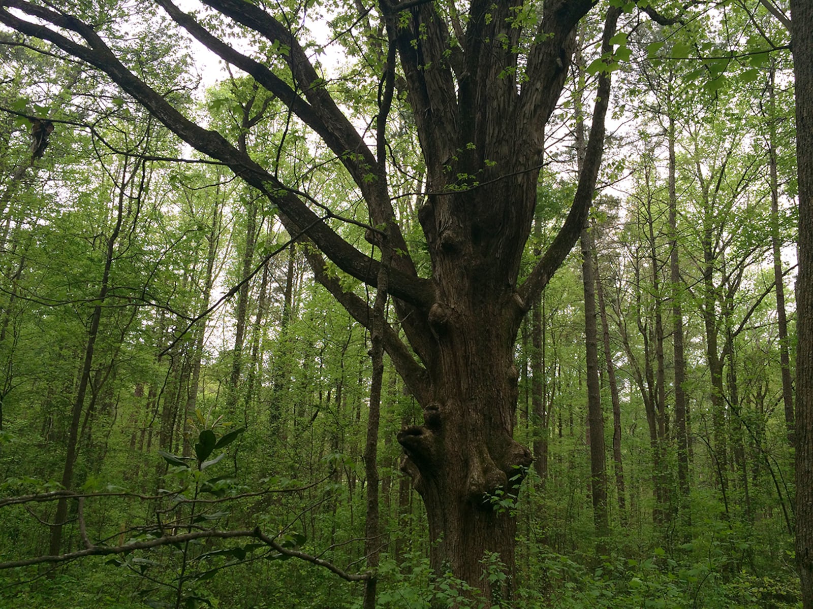 The White Oak at Connally Nature Park