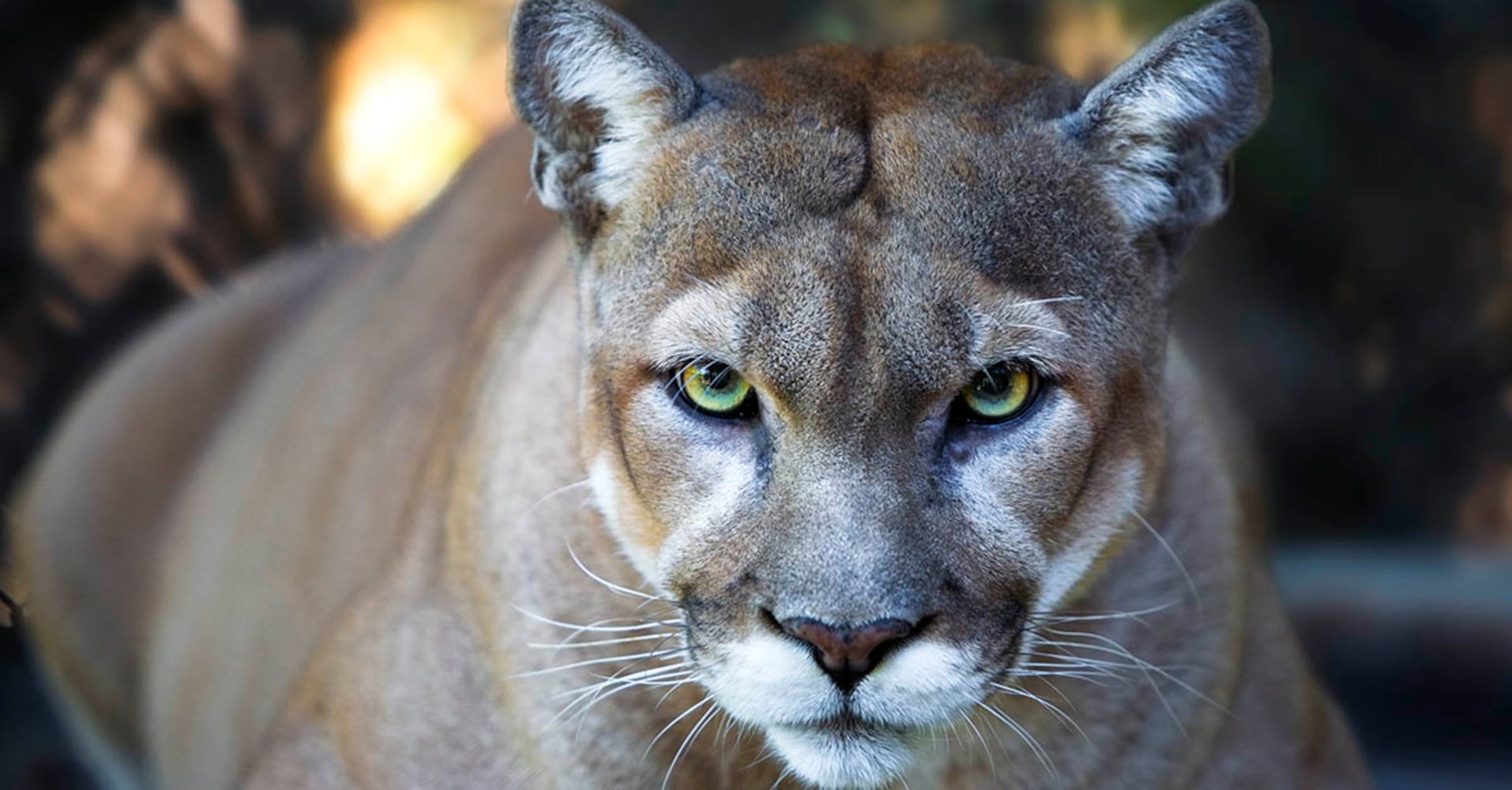 Florida Panthers