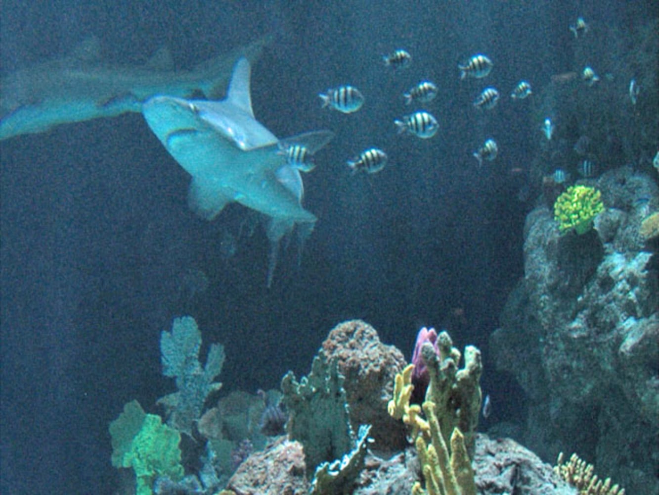 Eye-To-Eye With Sharks At Point Defiance Zoo & Aquarium