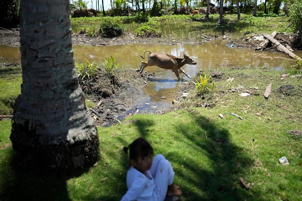 A cow jumps over the water near a stream where a crocodile attack occurred several months prior, in Topoyo, West Sulawesi, Indonesia, Monday, Feb. 24, 2025. (AP Photo/Dita Alangkara)