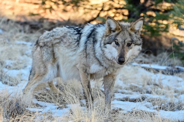 This Jan. 24, 2025, image provided by the Arizona Game and Fish Department shows a Mexican gray wolf in the wild that was monitored as part of a population survey in eastern Arizona. (Arizona Game and Fish Department via AP)