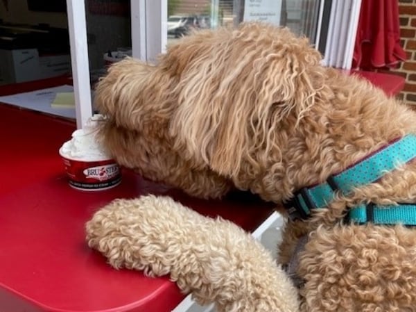 Boba Olens, the goldendoodle of former Georgia Attorney General Sam Olens, enjoys a summer treat. (Courtesy photo)