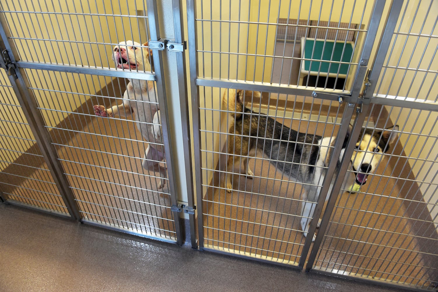 DeKalb opens new $12M animal shelter