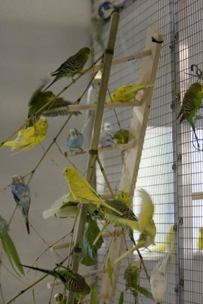 Zoo Atlanta's new aviary