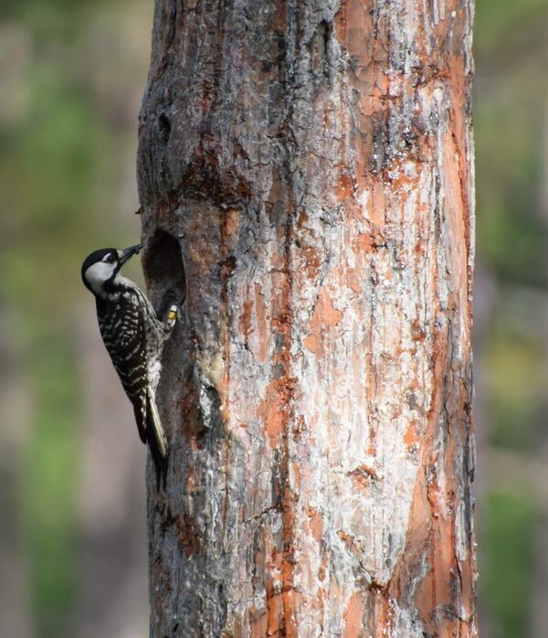 Red-cockaded woodpecker at a River Creek WMA nest. Credit: Joe Burnam/Georgia DNR.