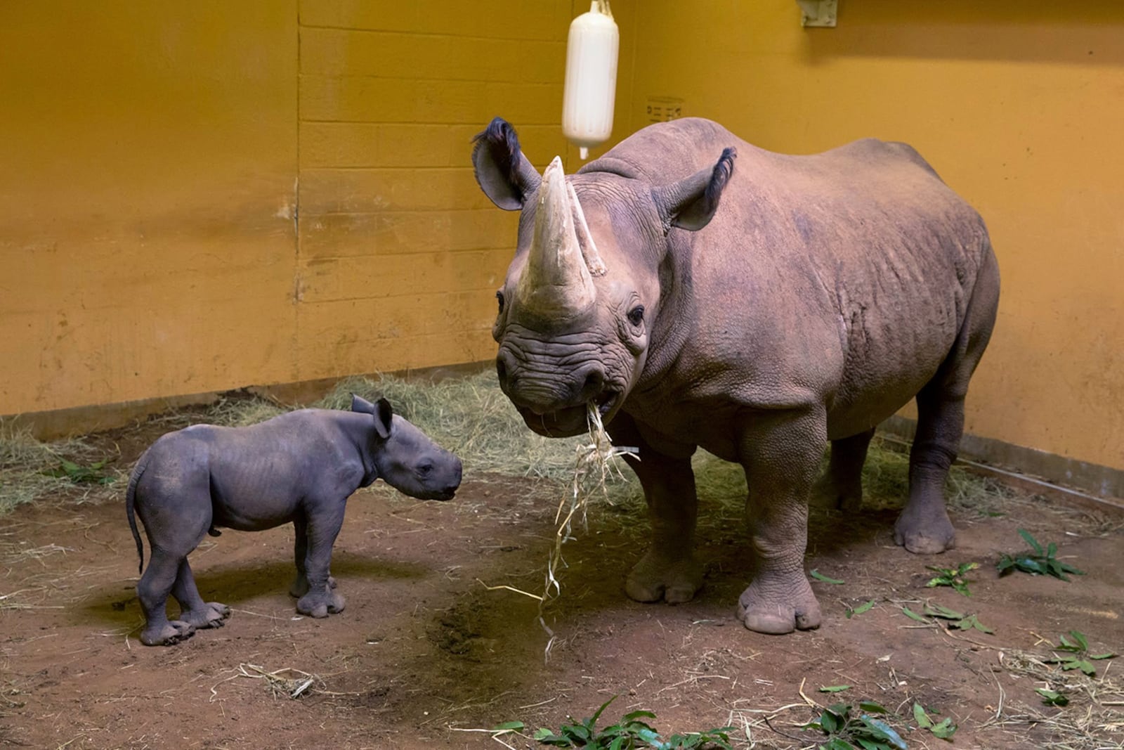 Andazi, an eastern black rhinoceros, gave birth to Jabari, the first rhino calf born in Zoo Atlanta’s 124-year history.