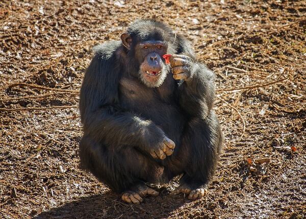 Jason  eats a pomegranate while exploring the new Peachtree Habitat at Project Chimps in North Georgia. Image credit: Crystal Alba