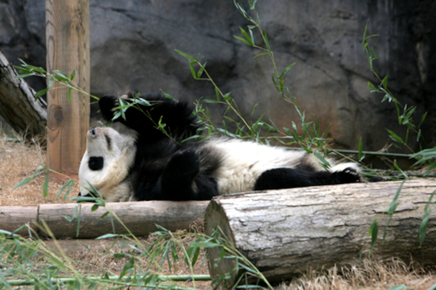 Favorite photos of the pandas