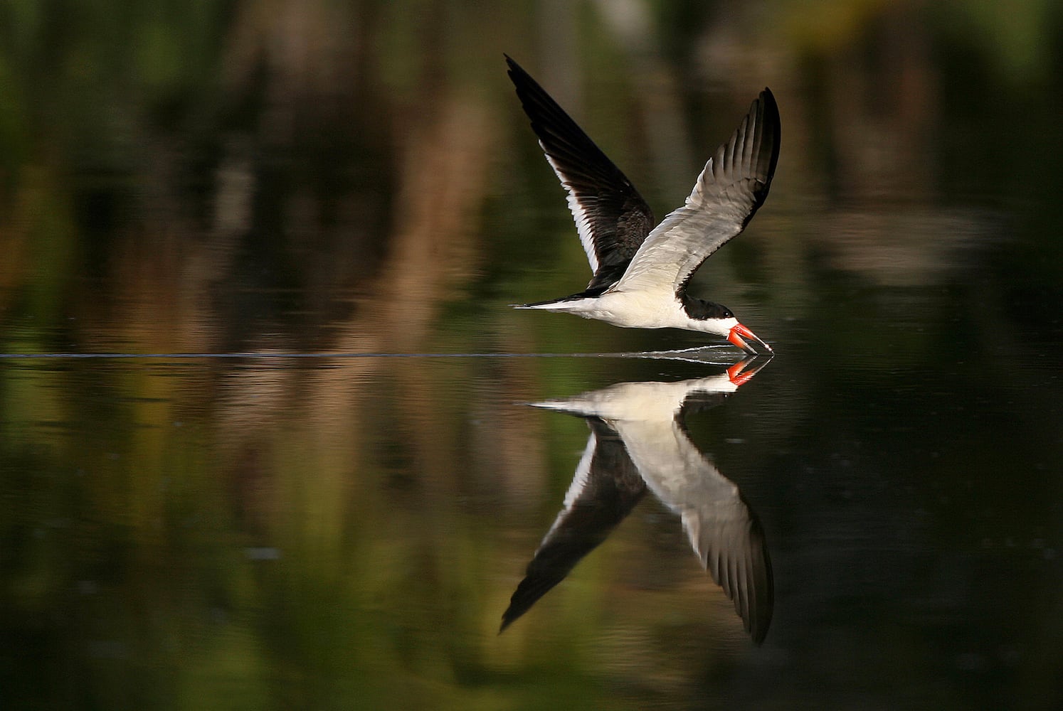 Coastal birds of Georgia