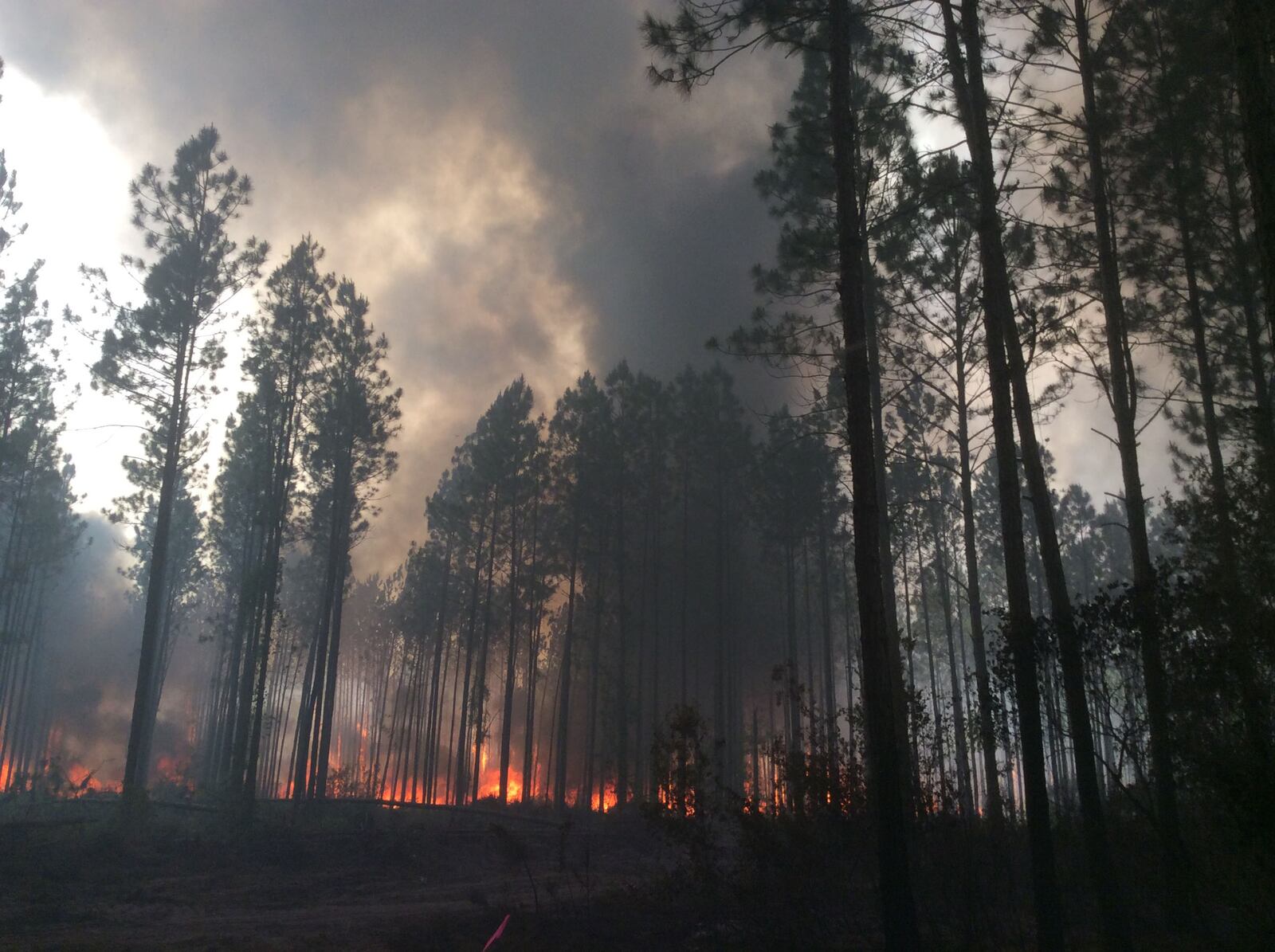 Fire activity today of the West Mims Fire in Okefenokee National Wildlife Refuge shot by firefighters from the Balcones Canyonlands National Wildlife Refuge in Texas.