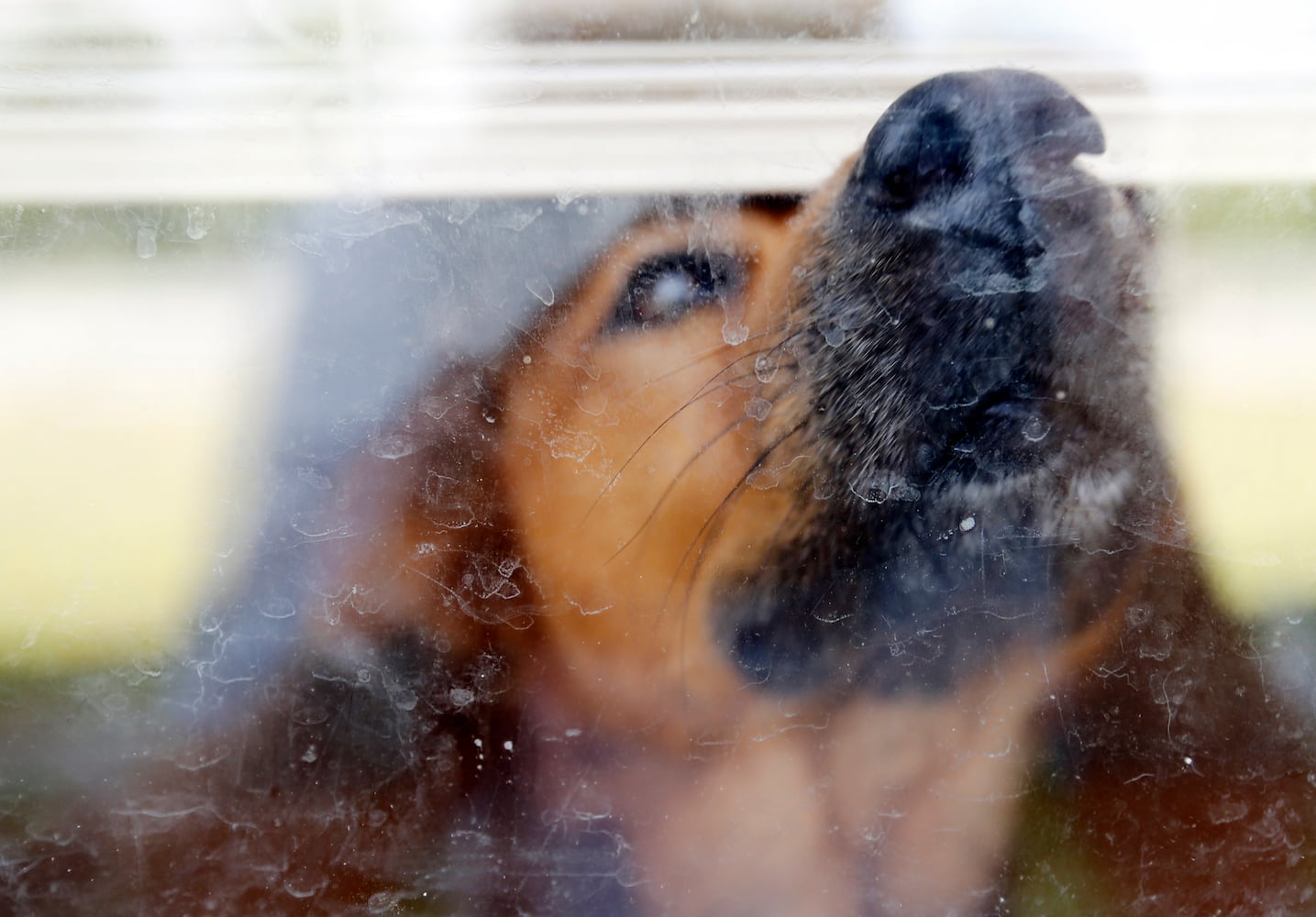 Former Bad Newz Kennels now a refuge for dogs