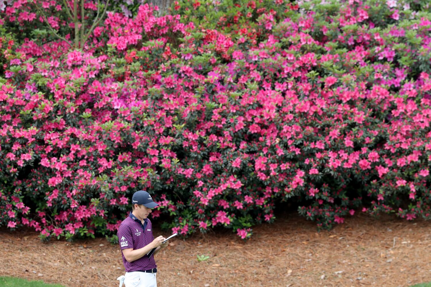 April 9, 2021, Augusta: Azaleas bloom as Carlos Ortiz checks his score card on the thirteenth hole during the second round of the Masters at Augusta National Golf Club on Friday, April 9, 2021, in Augusta. Curtis Compton/ccompton@ajc.com