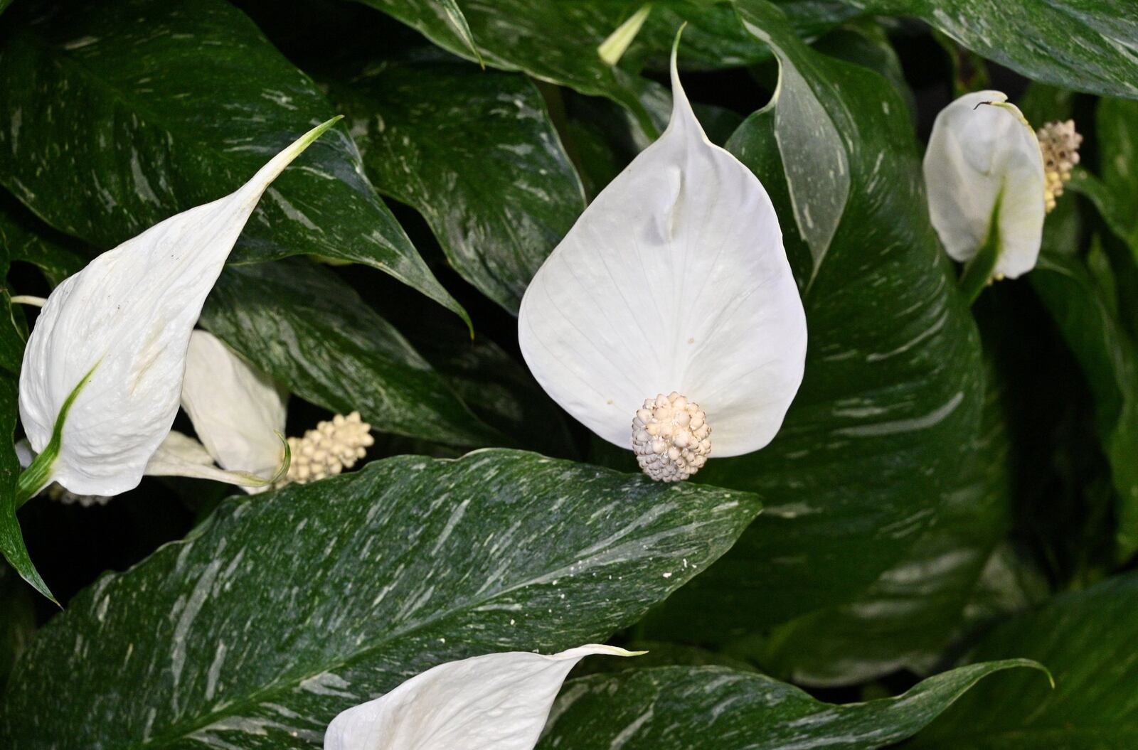 Peace Lily at Pike Nurseries’ Lindbergh location on Thursday, April 30, 2020. (Hyosub Shin / Hyosub.Shin@ajc.com)