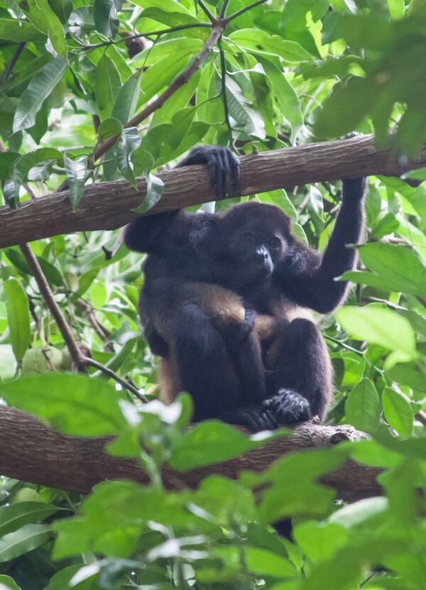 Howler monkeys, kings of the rain forest canopy, are hard to see but easy to identify; listen for their loud throaty howls. Though nine species have been identified, Costa Rica is home to just one, the common mantled howler. (Steve Haggerty/TNS)