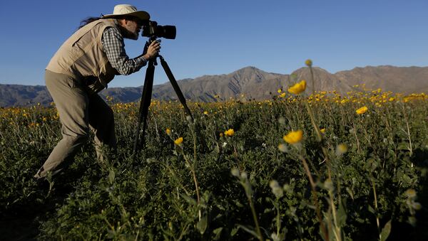 In the early morning light, Mike Lightner, 65, uses a medium format camera to photograph flowers, in the Anza Borrego Desert State Park in San Diego County, Calif., on March 11, 2017. No &quot;super bloom&quot; is expected this year, after a very dry winter. (Francine Orr/Los Angeles Times/TNS)