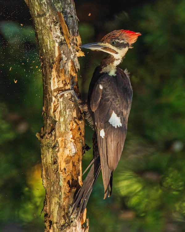 Dwain A. Vaughns II finds a bird hard at work. 
(Courtesy of gawwnoutdoors.com / Dwain A. Vaughns II)