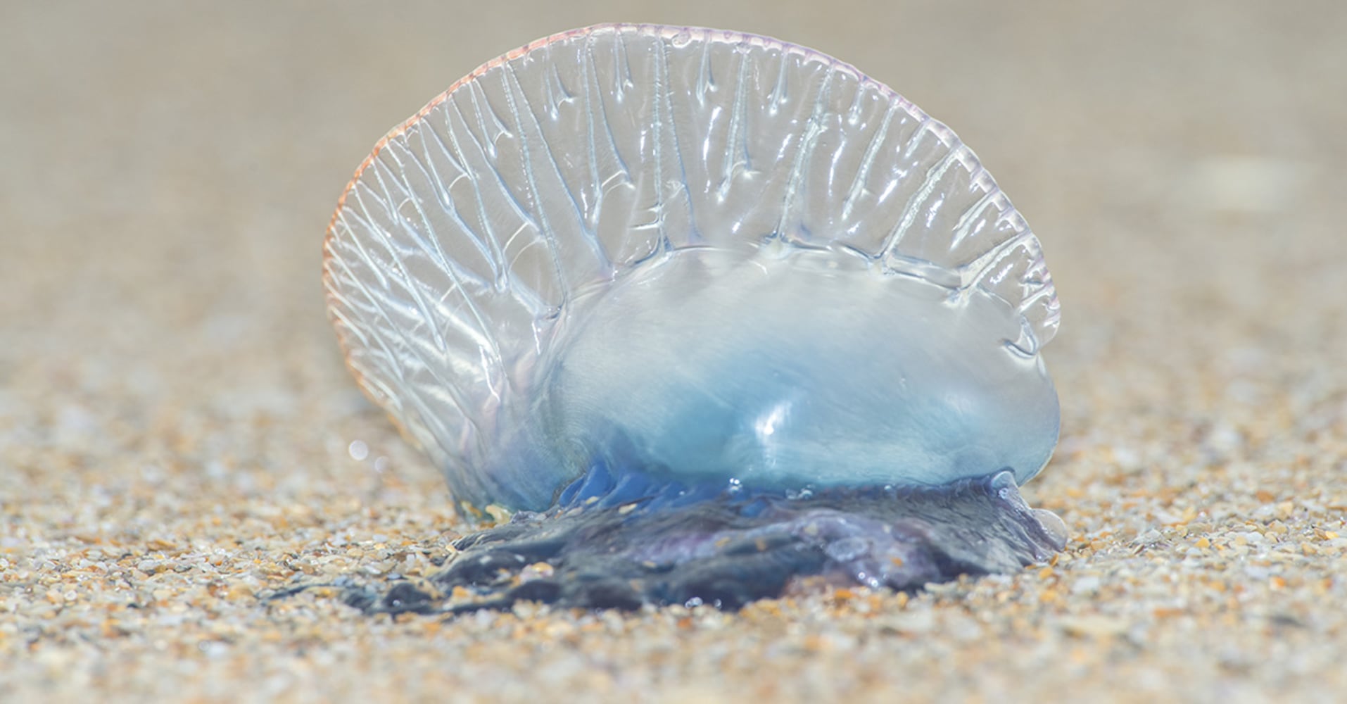 Portuguese Man-of-War