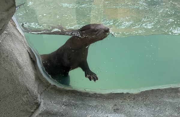 Yellow River Animal Sanctuary in Lilburn opened a new river otter exhibit that includes four orphaned otters from Louisiana. RODNEY HO/rho@ajc.com