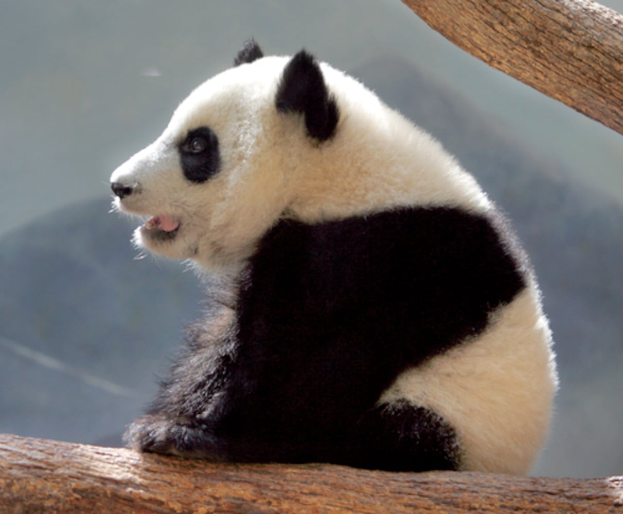 Favorite photos of the pandas