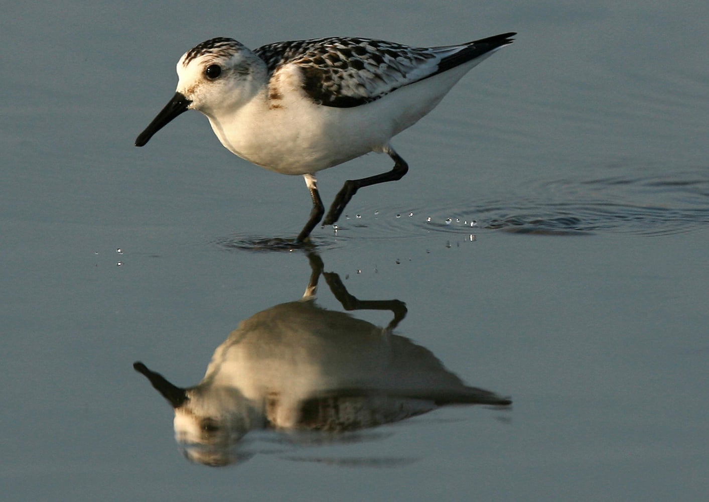 Coastal birds of Georgia