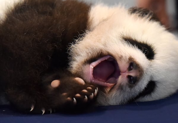 Giant panda cub Ya Lun yawns before being weighed by her keeper, Jen Andrew, at Zoo Atlanta. HYOSUB SHIN / HSHIN@AJC.COM