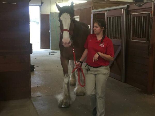 The Budweiser Clydesdales arrived in Gwinnett on Monday, several days ahead of their appearance at Lawrenceville's first-ever Christmas parade.