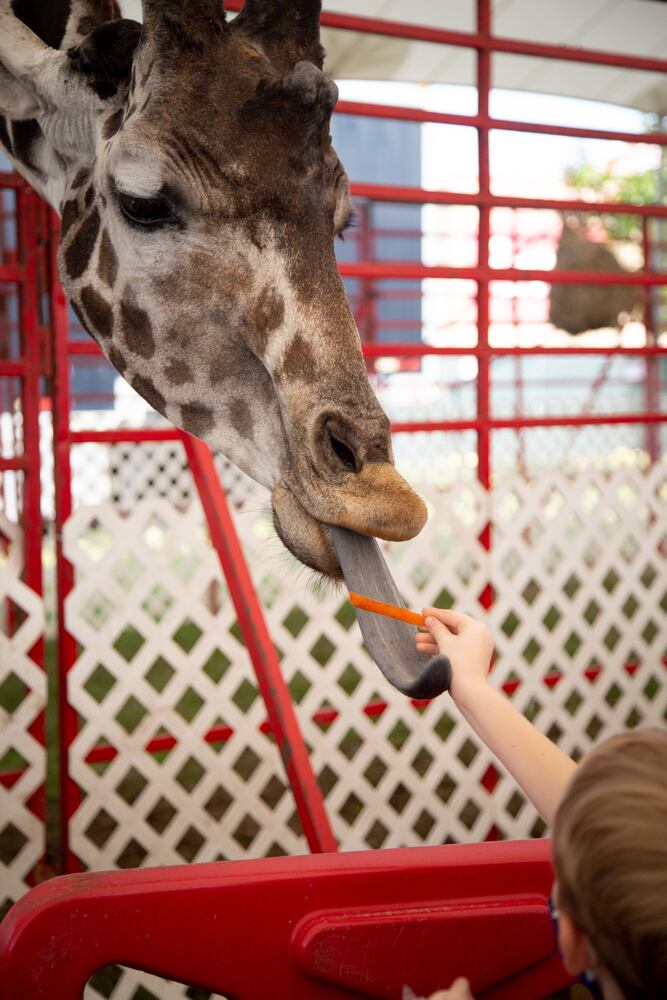 Georgia State Fair returns with pandemic precautions