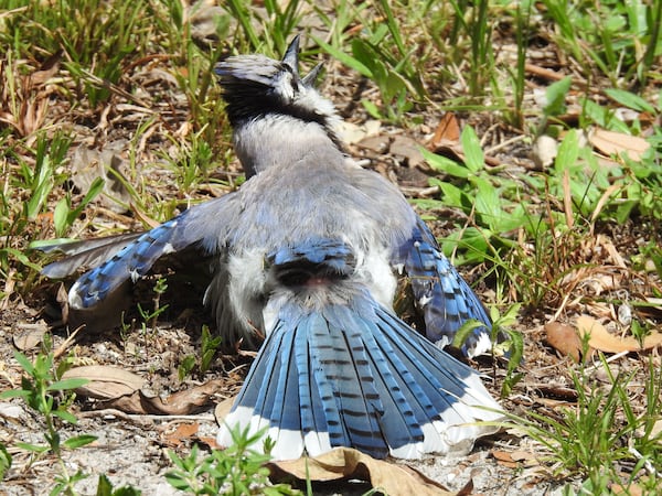 A blue jay is shown sunning and anting, processes that help keep feathers clean and healthy. In anting, the bird rubs ants on its skin and feathers to release formic acid that inhibits feather-damaging parasites. 
Courtesy of Elaphe 1011/Creative Commons