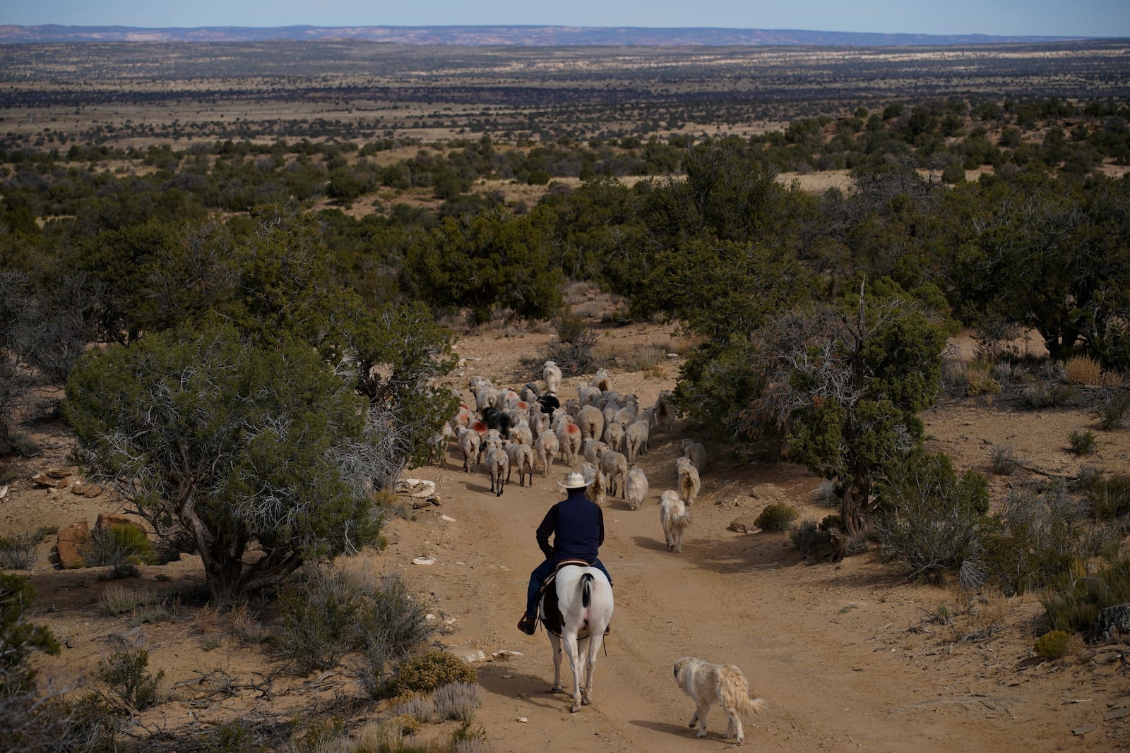 FILE - Jay Begay moves his flock of sheep on horseback near his home on Sunday, Oct. 30, 2022, in the Navajo Nation in Arizona. (AP Photo/John Locher, File)