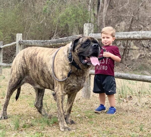 Barrett, the 220-pound English mastiff, was a part of Hannah Leopold's family even before her son, Ledger. The "gentle giant" died last year. Photo: Hannah Leopold.