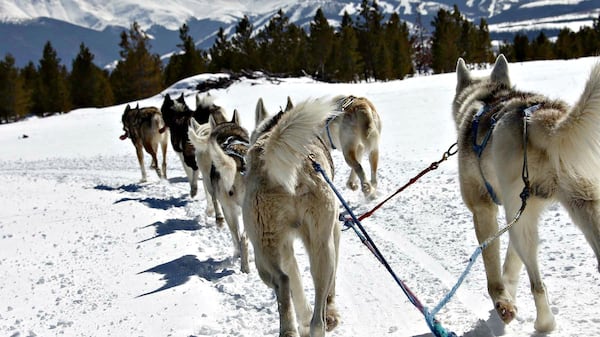 Dog sledding is a unique and thrilling way for all ages to experience the sport and the Rocky Mountains. CONTRIBUTED BY WWW.WINTERPARKRESORT.COM