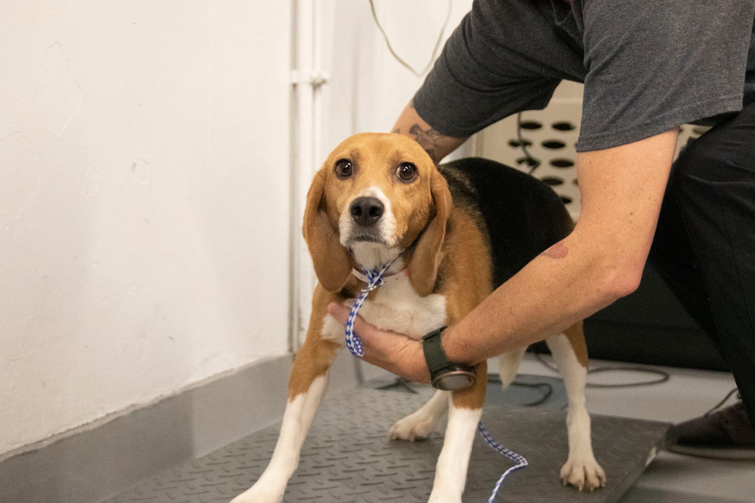 Atlanta Humane Society rescues dozens of dogs from animal testing breeding facility