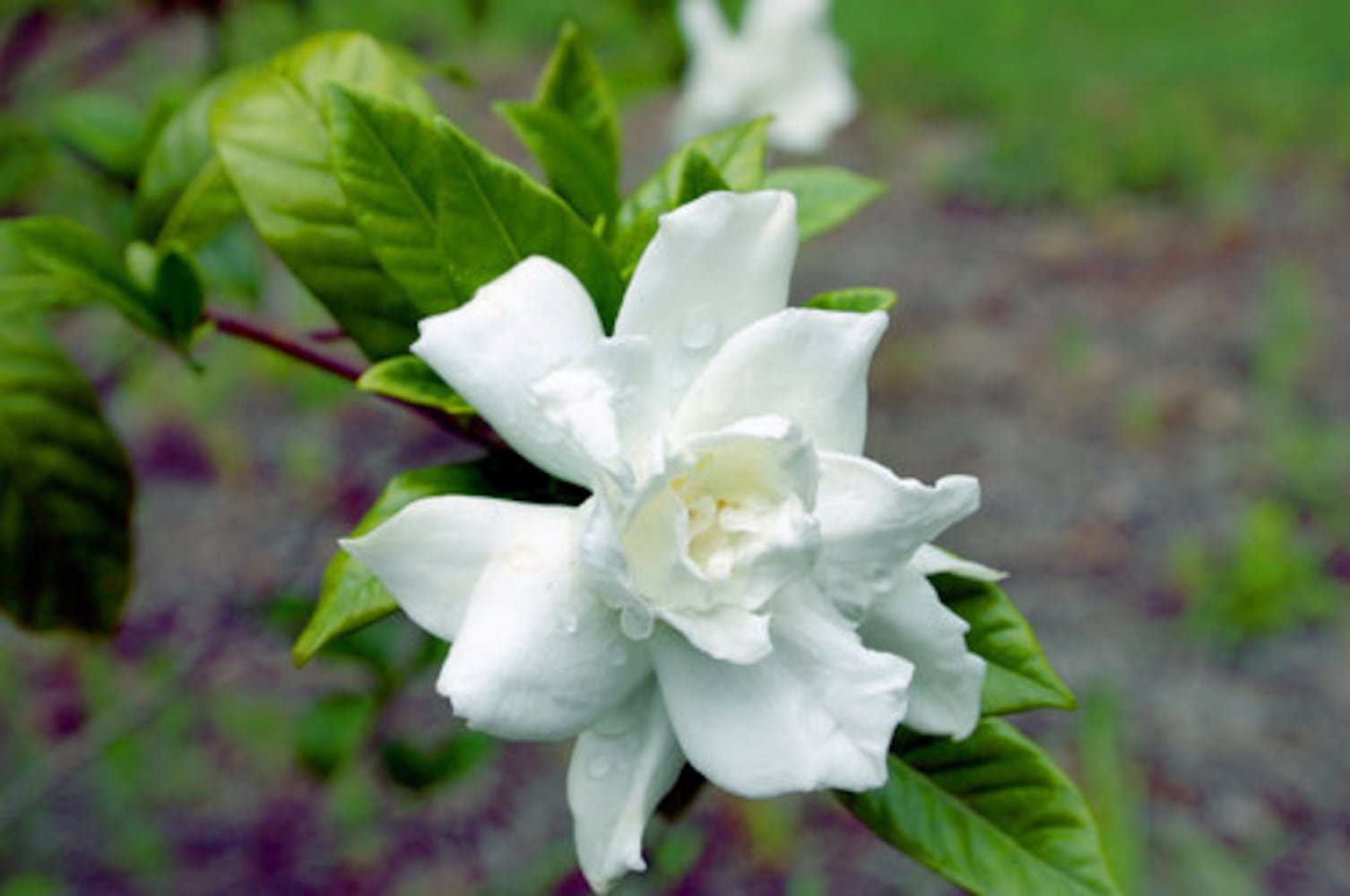 Gardenias add grace to Southern gardens