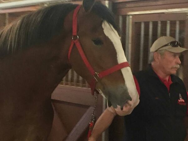 The Budweiser Clydesdales arrived in Gwinnett on Monday, several days ahead of their appearance at Lawrenceville's first-ever Christmas parade.