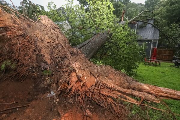 The toppled tree unearthed a massive root system.