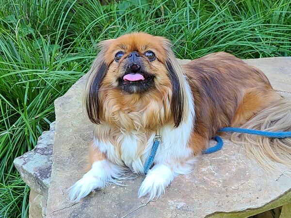 Molly Moscato lives in Peachtree Hills East in Atlanta with Jolt subscriber Debbie Moscato. Molly is seen here relaxing after thoroughly reading The Jolt. (Courtesy photo)